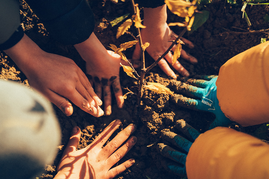 Thousands of trees planted